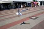 IMG_1094